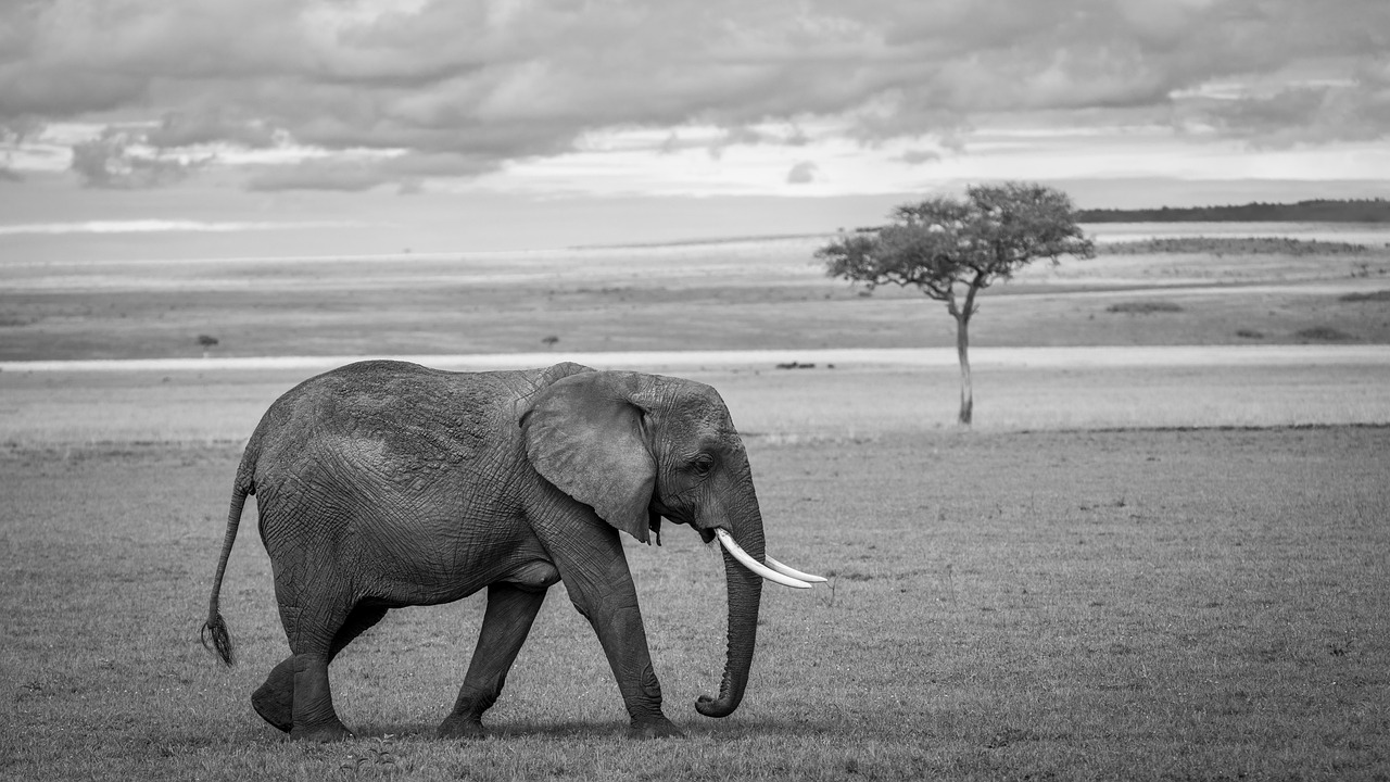 Kenya gig services